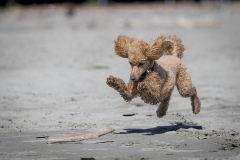 TB-R5MKII-251228-0396