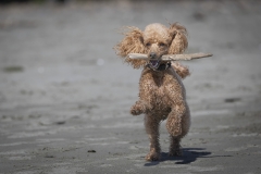 TB-R5MKII-251228-0417