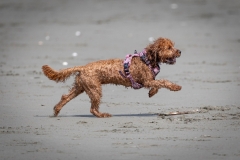 TB-R5MKII-251108-1995