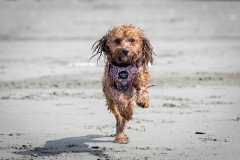 TB-R5MKII-251108-2086