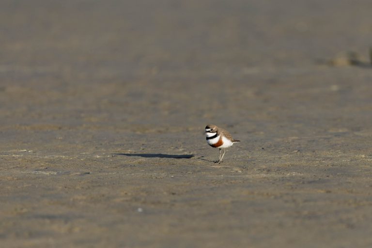 A Walk at Ashley Estuary