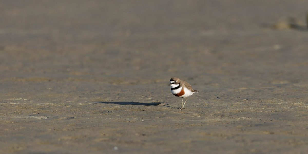 A Walk at Ashley Estuary