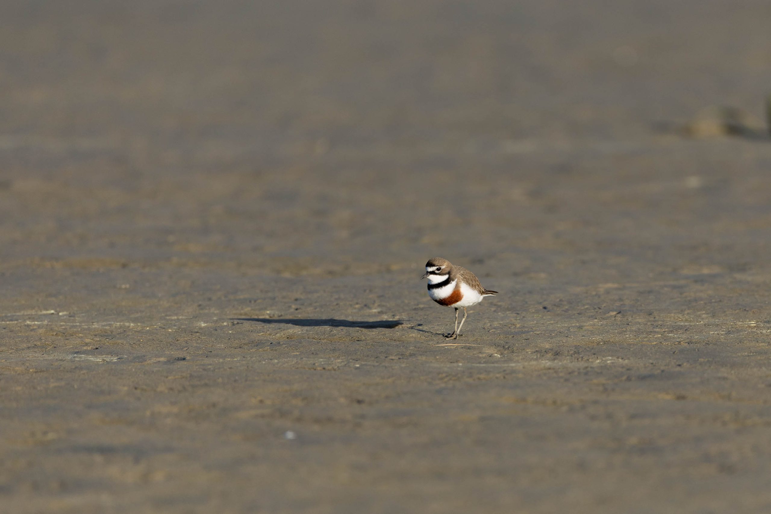 A Walk at Ashley Estuary