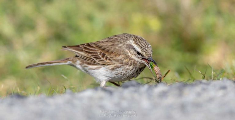 New Zealand Pipit