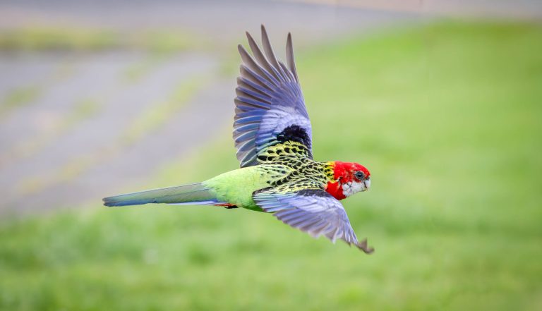 Birds around Auckland