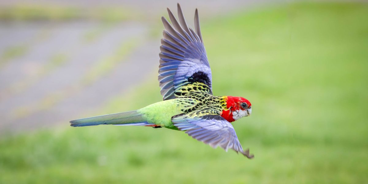 Birds around Auckland