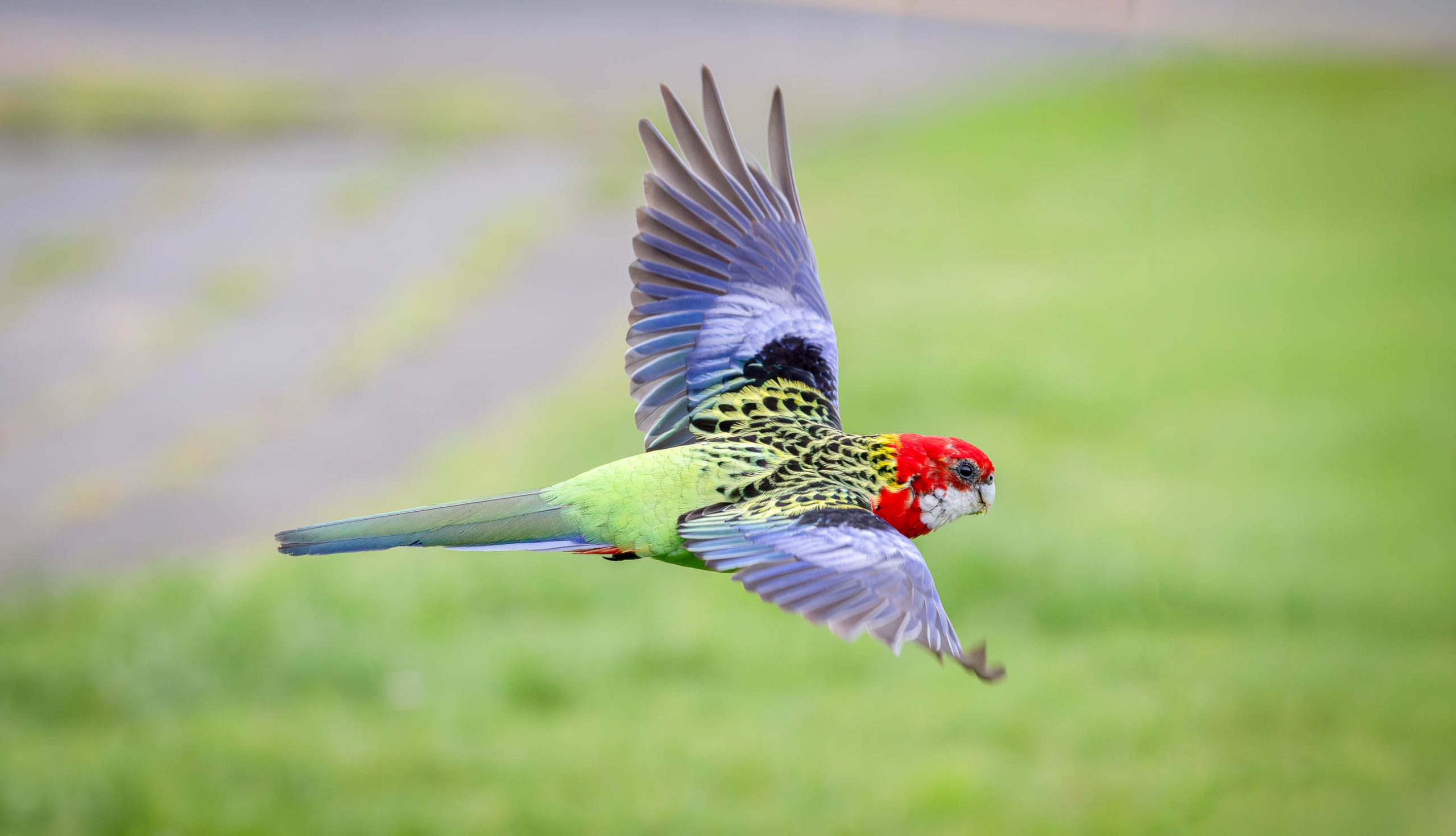 Birds around Auckland
