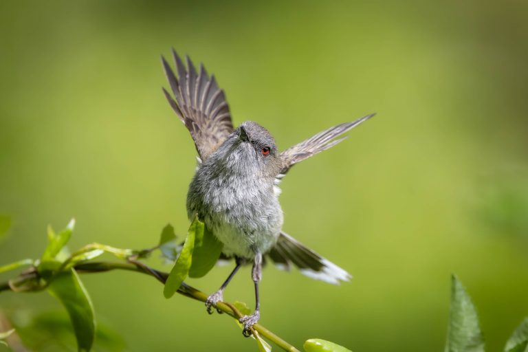 Grey Warbler – Riroriro