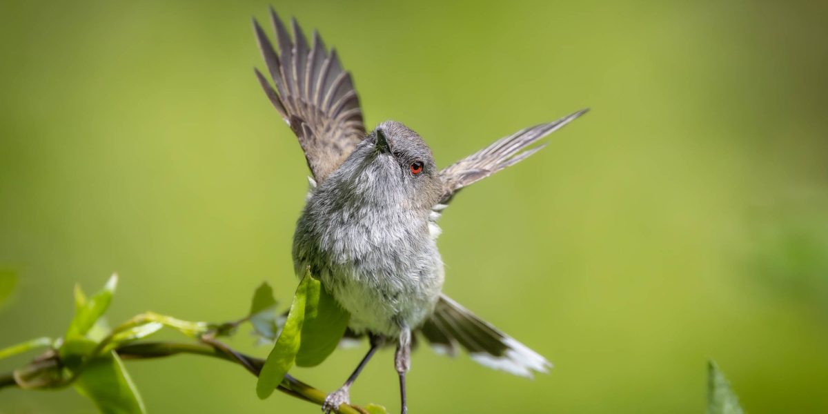Grey Warbler – Riroriro