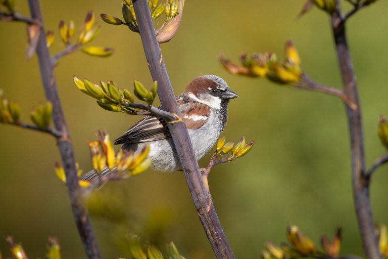 A Walk around the Matuku – Ferrymead Lakes