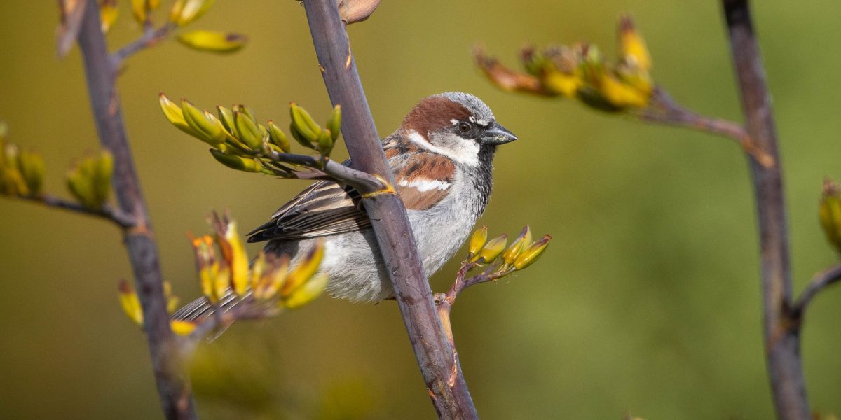A Walk around the Matuku – Ferrymead Lakes