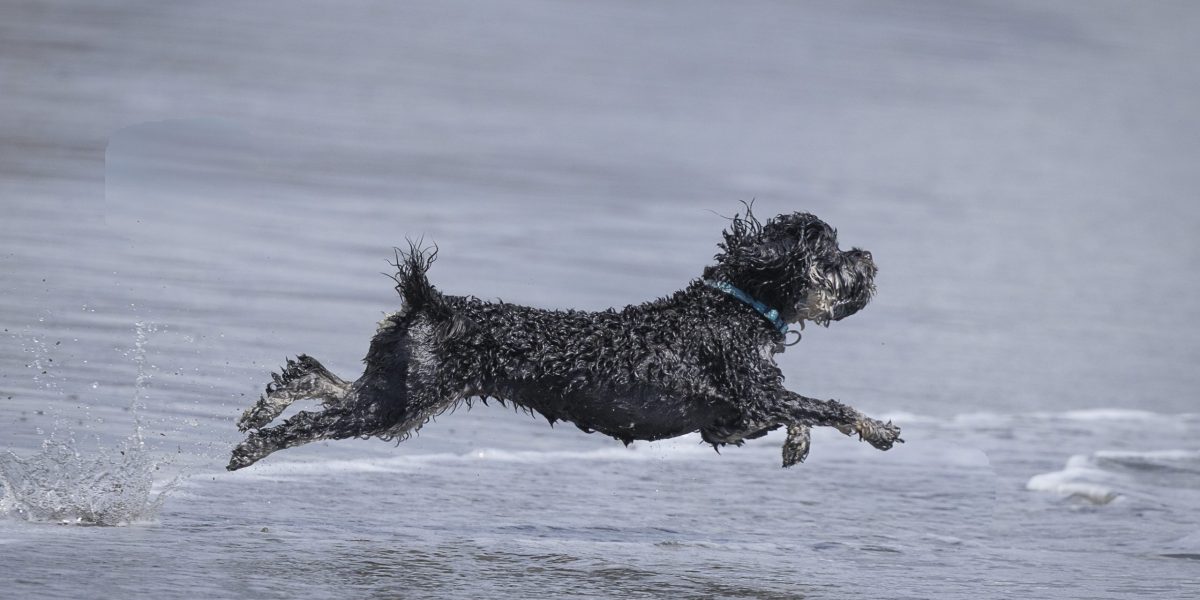 Joy on the beach