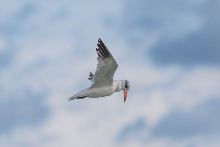 Variety is the spice …