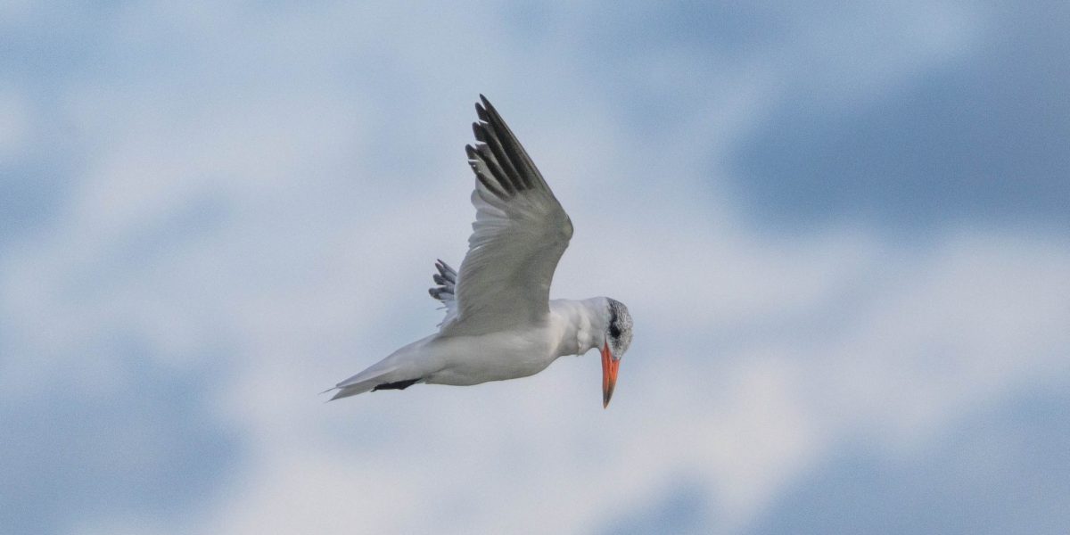 Variety is the spice …