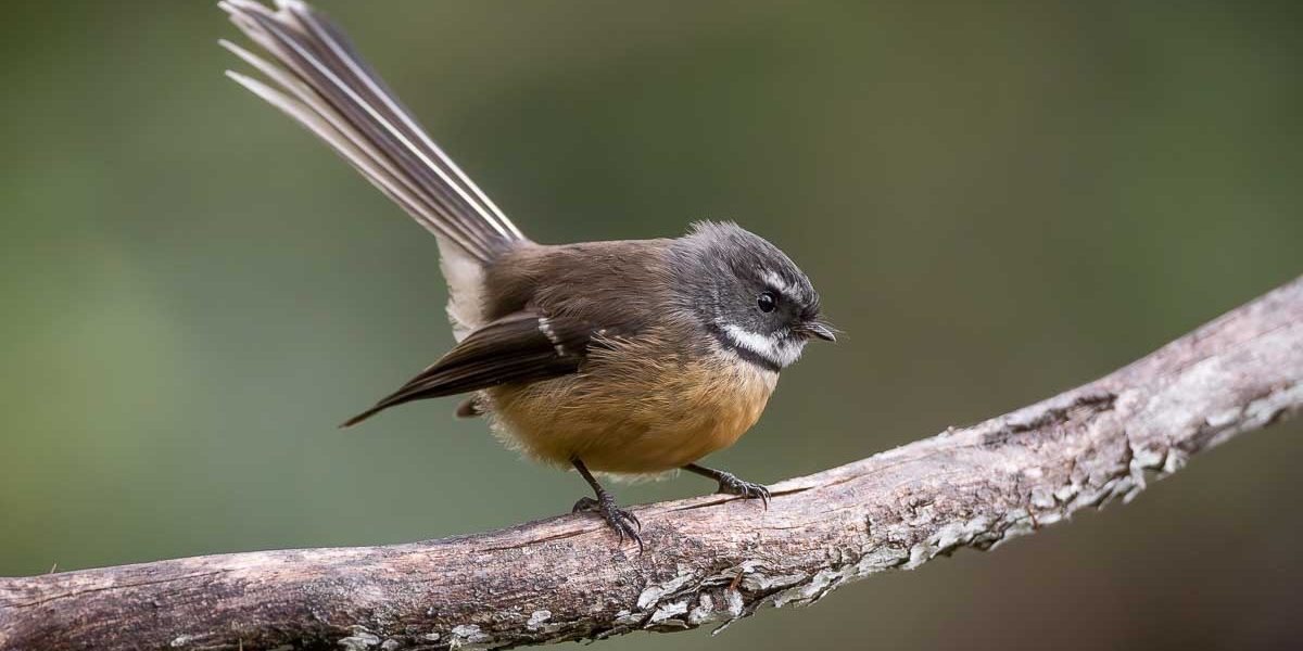 Birds from Golden Bay