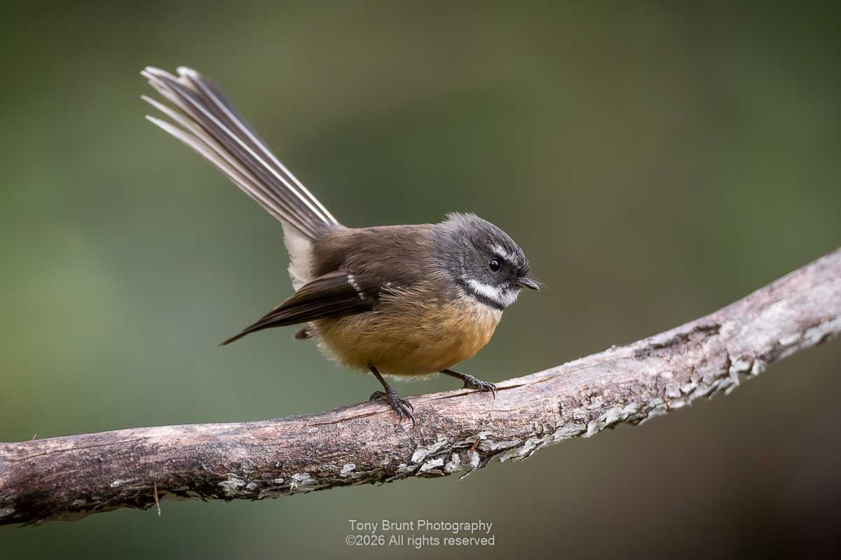 Birds from Golden Bay