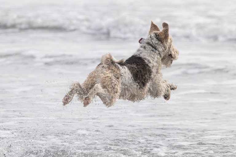 Dogs having fun on Sumner Beach