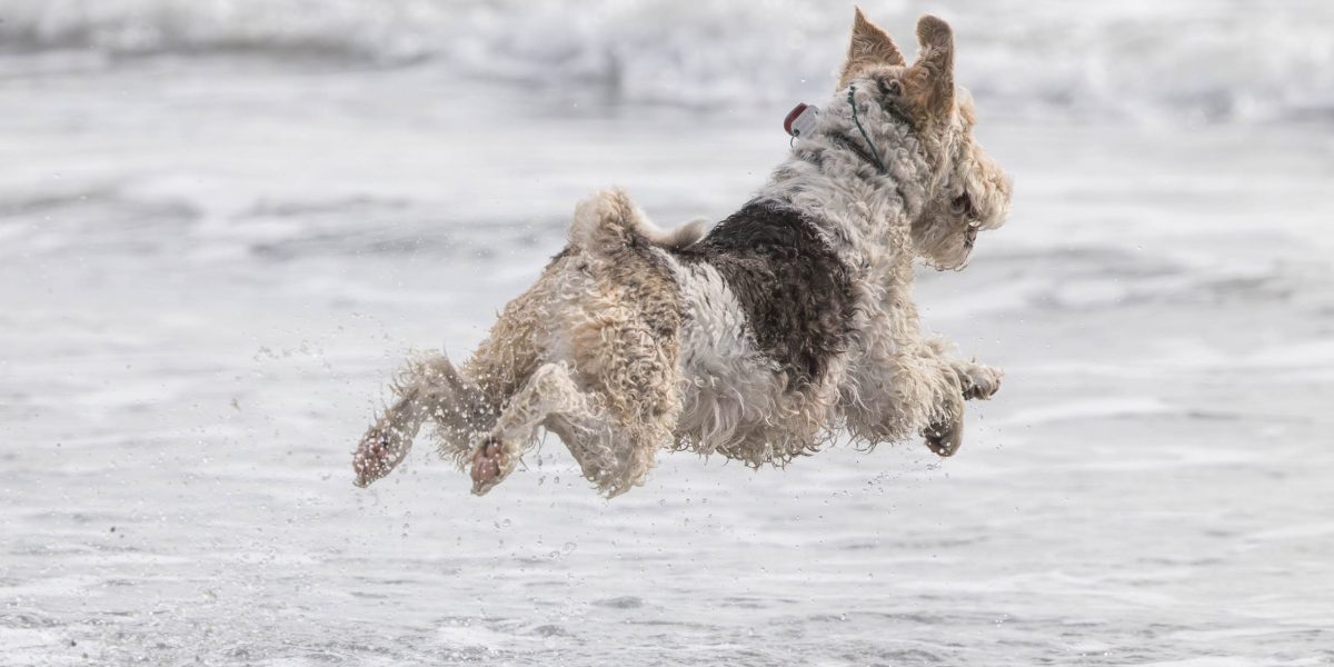 Dogs having fun on Sumner Beach