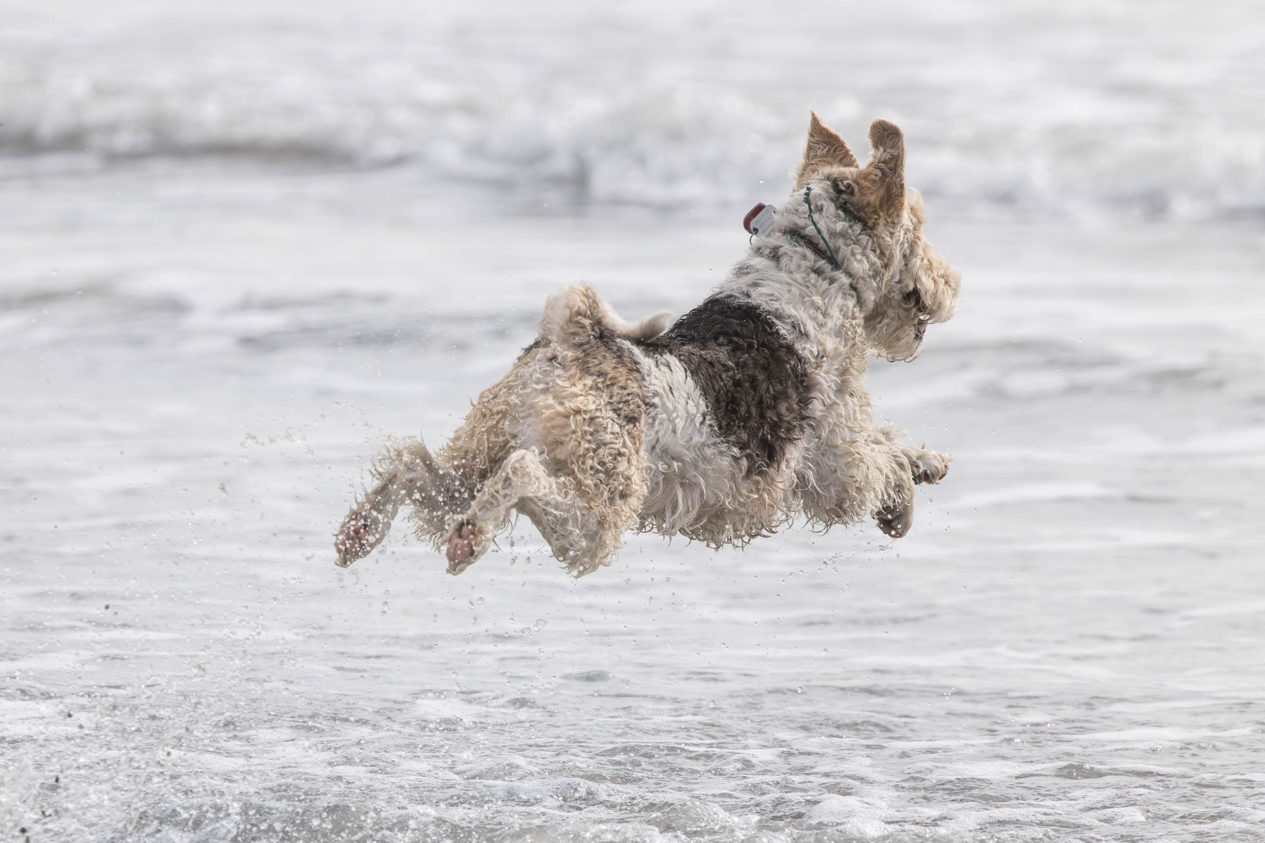 Dogs having fun on Sumner Beach