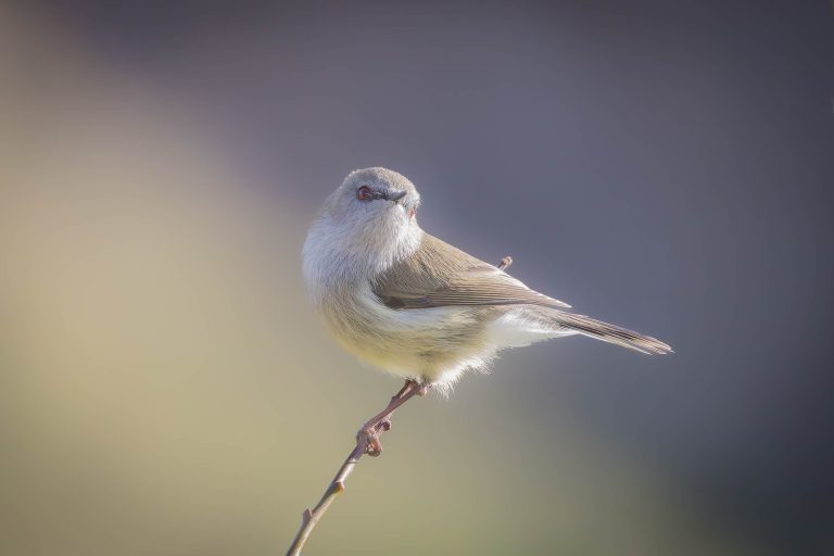 Grey Warbler or Riroriro