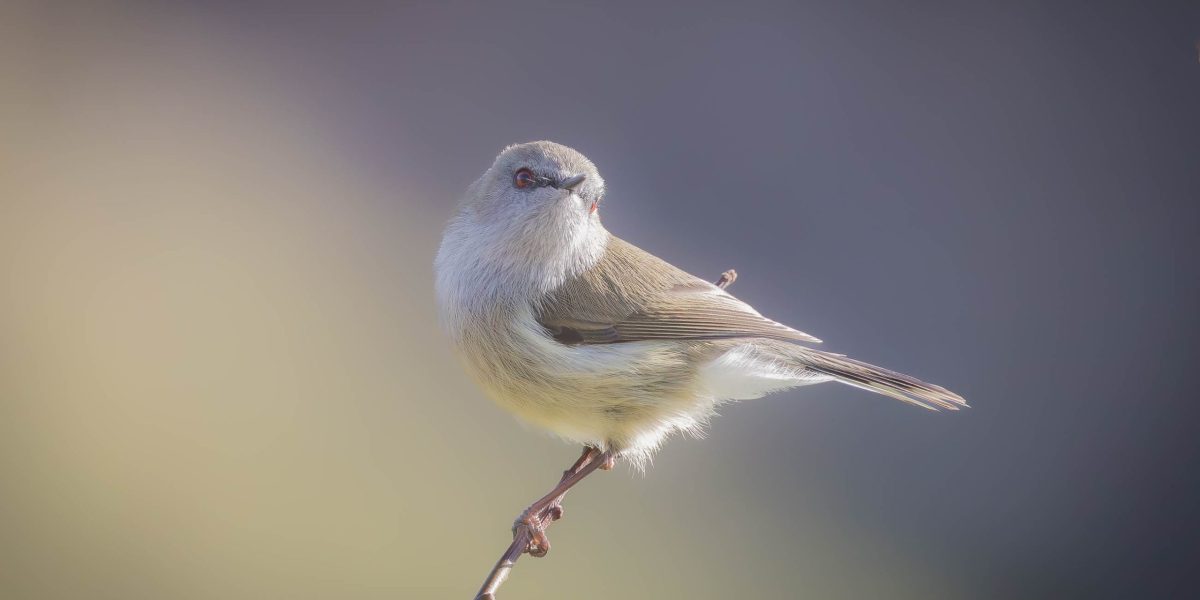 Grey Warbler or Riroriro