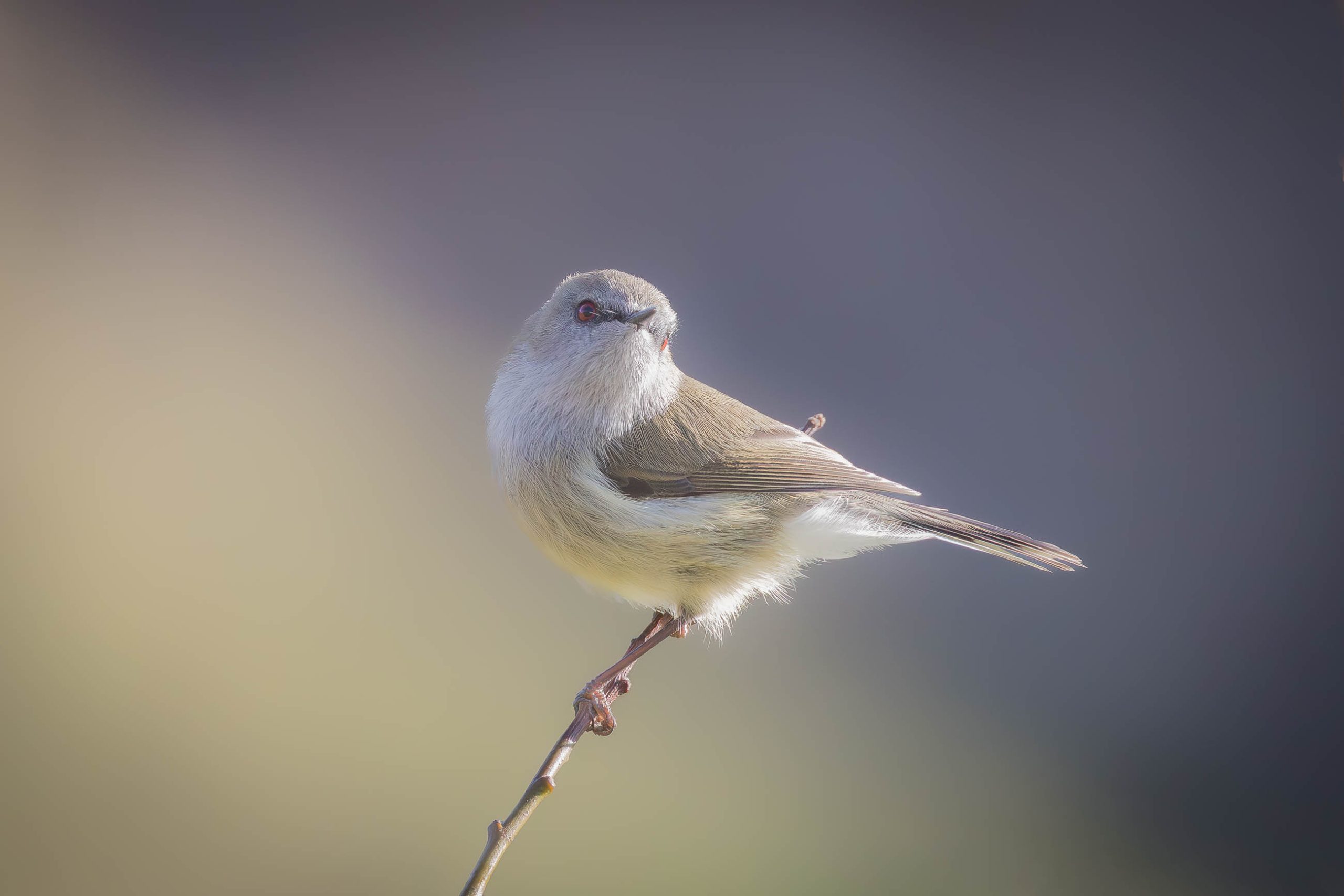 Grey Warbler or Riroriro