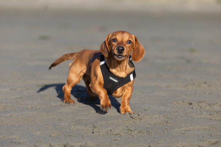 Dogs on Sumner beach
