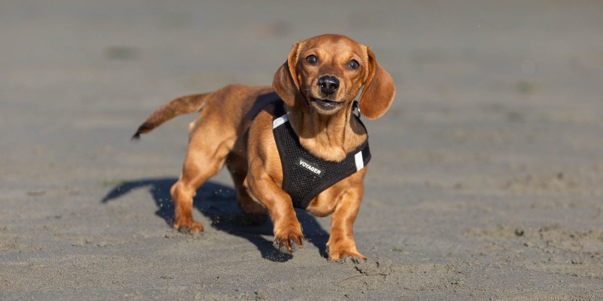 Dogs on Sumner beach