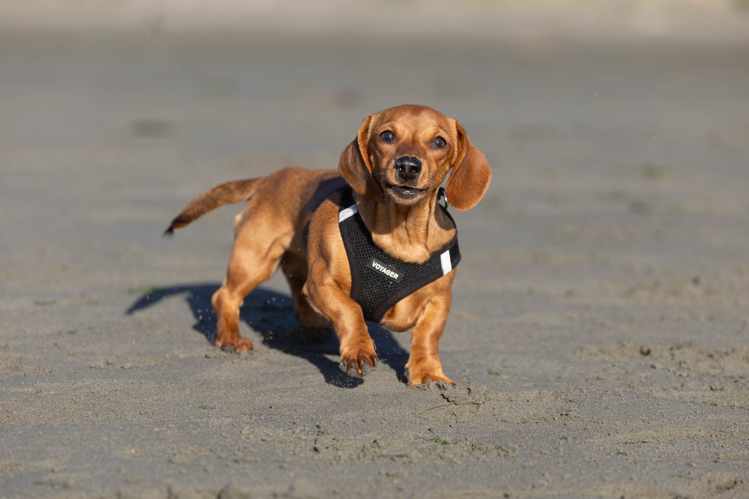 Dogs on Sumner beach